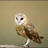 theogowl